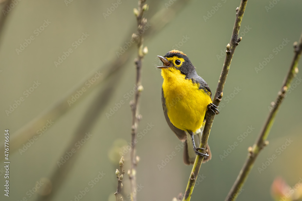 Obraz premium Spectacled Whitestart songbird perched on a branch