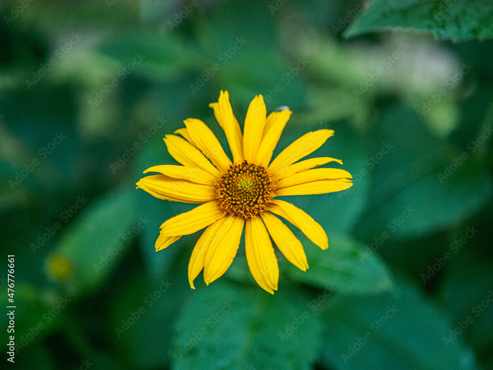 sunflower in the garden sunflower in the garden