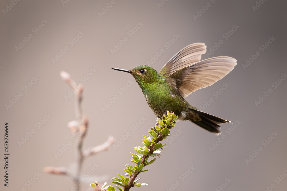 Fototapeta premium Viridian metaltail perched on a branch showing its wings