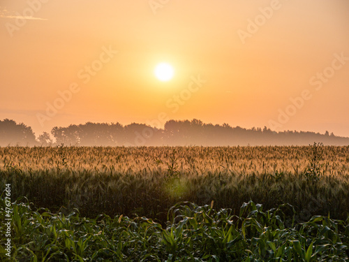 sunset over the field