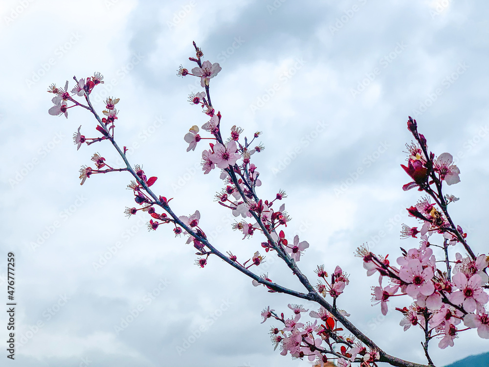 Spring 2020, the flowers bloom giving new life to planet Earth Spring 2020, the flowers bloom giving new life to planet Earth