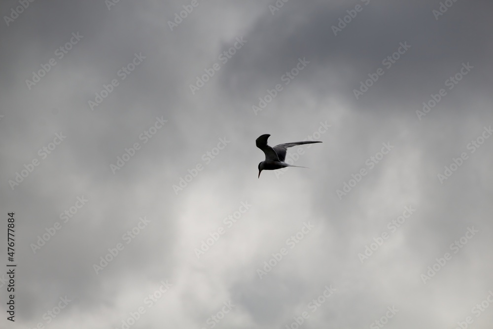 seagull in the sky seagull in the sky
