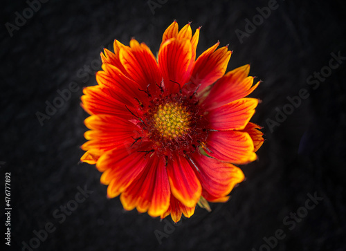 Delicate flower on a black background. Selective focus.