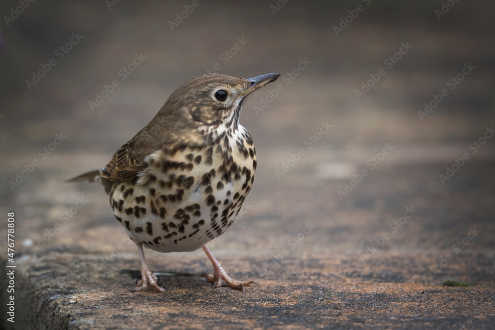 Song Thrush Song Thrush