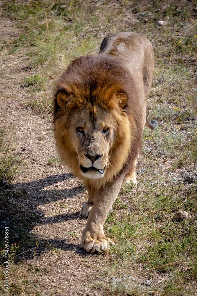 Magnificent male lion standing on and looking at camera. Magnificent male lion standing on and looking at camera.