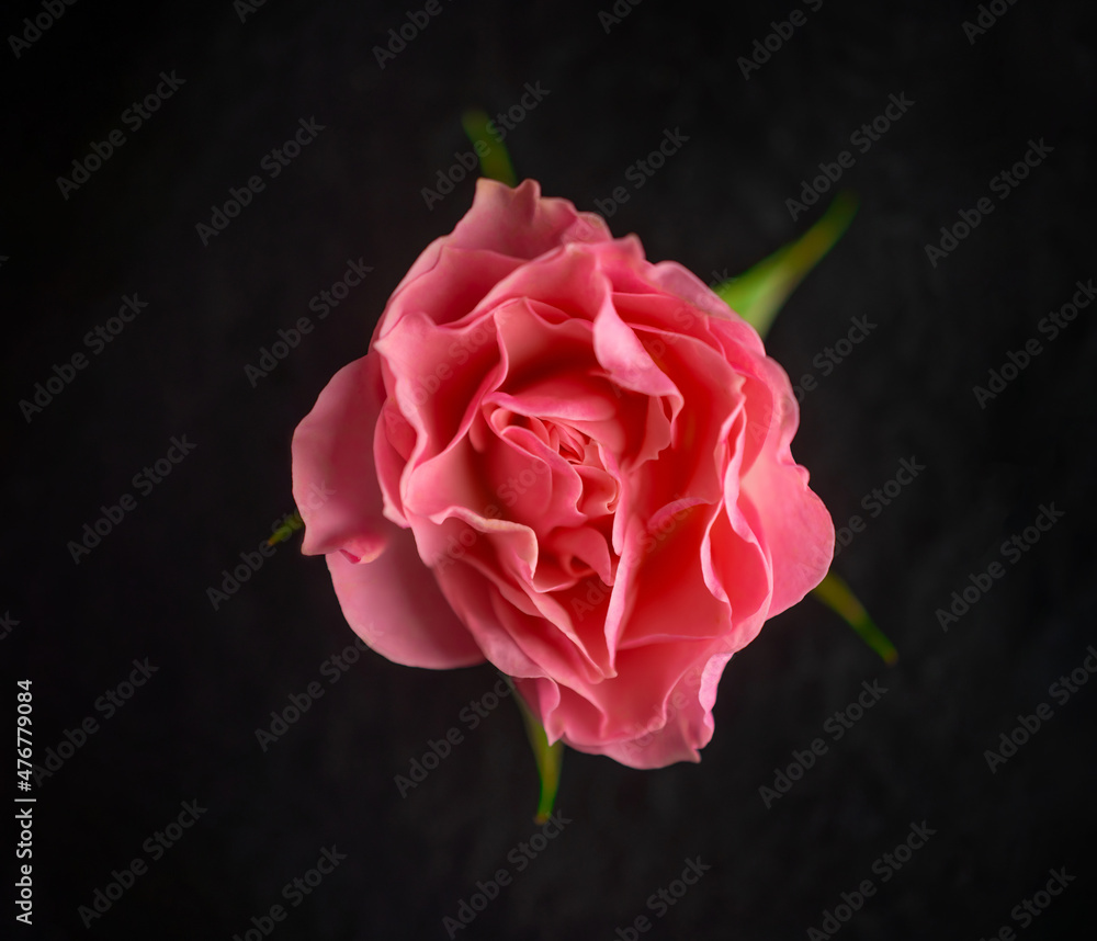 Fototapeta premium Delicate flower on black background. Closeup. Nature.