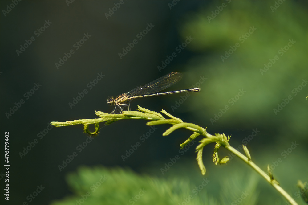 Pequeña libélula posada en una ramita verde durante el verano Pequeña libélula posada en una ramita verde durante el verano