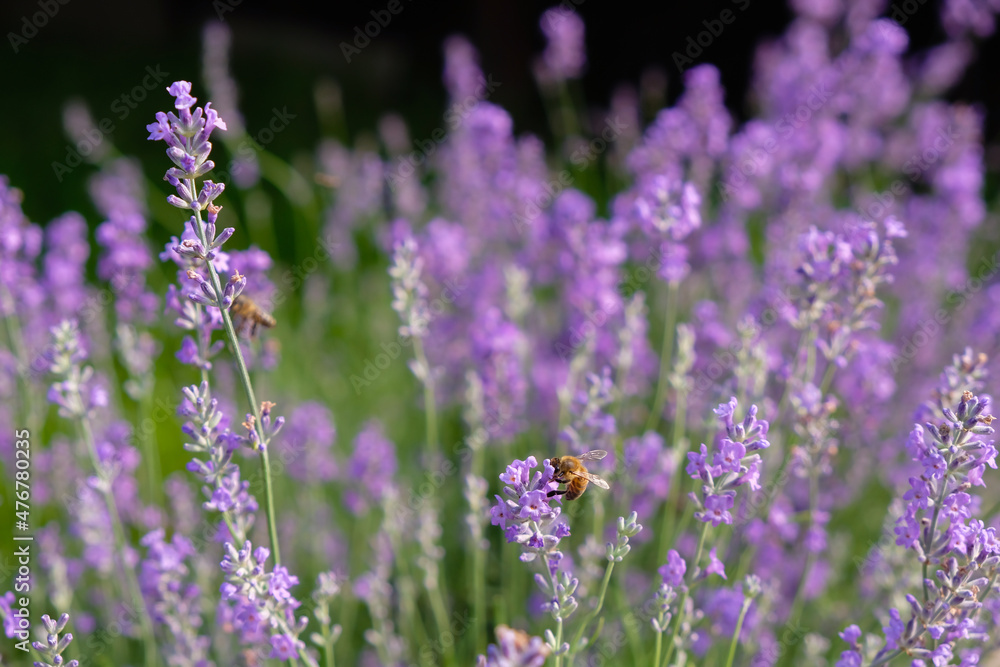 Honey flower lavender. Bees among lavender flowers.