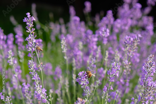 Honey flower lavender. Bees among lavender flowers.