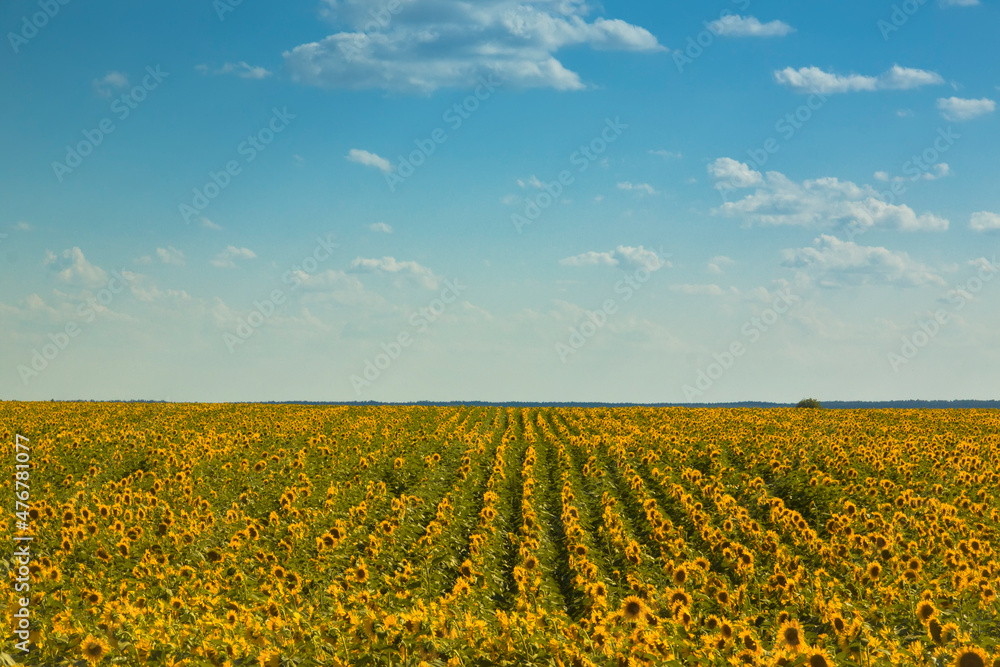 Rows of Sunflowers on Vast Field with Blue Sky. Rows of Sunflowers on Vast Field with Blue Sky.