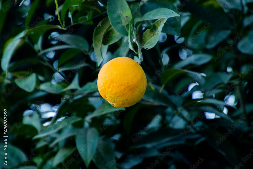 Oranges hanging from an Orange tree