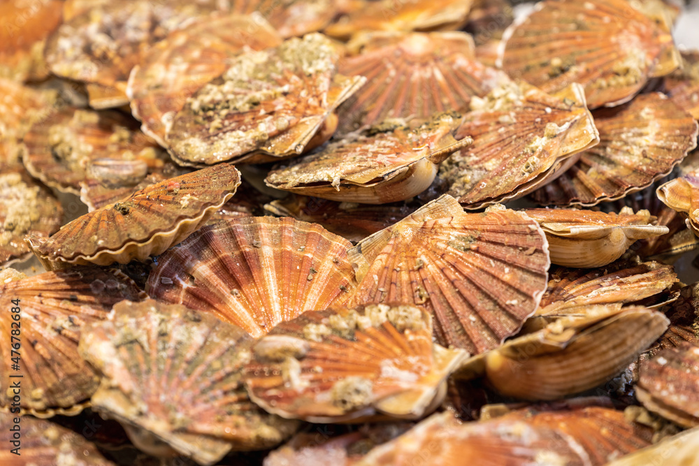 Jakobsmuscheln auf dem Rialto Fischmarkt in Venedig in Italien Jakobsmuscheln auf dem Rialto Fischmarkt in Venedig in Italien