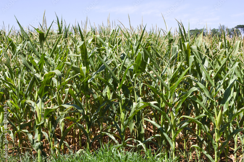 Fototapeta premium Corn plantation in the interior of Brazil