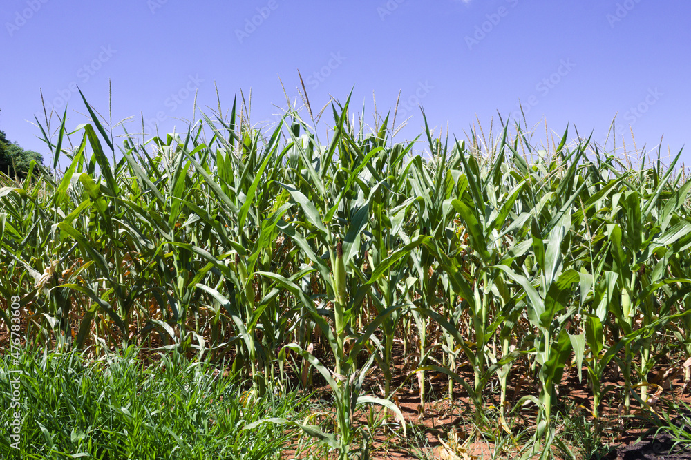 Obraz premium Corn plantation in the interior of Brazil