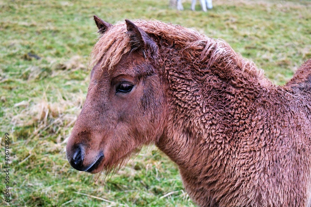 Icelandic horse eating grass