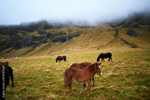 Icelandic horses in field