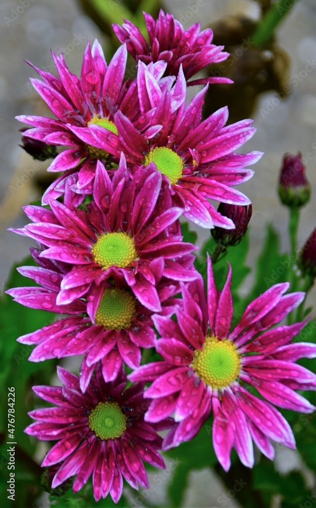 pink chrysanthemum flower pink chrysanthemum flower