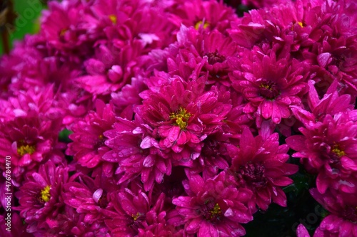 pink chrysanthemum flower