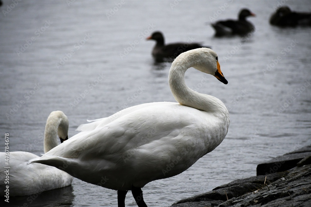 Naklejka premium swans on the lake