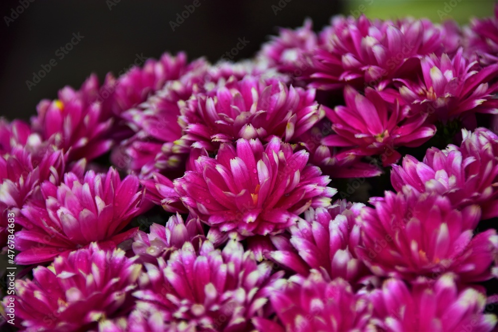 close up of flower close up of flower