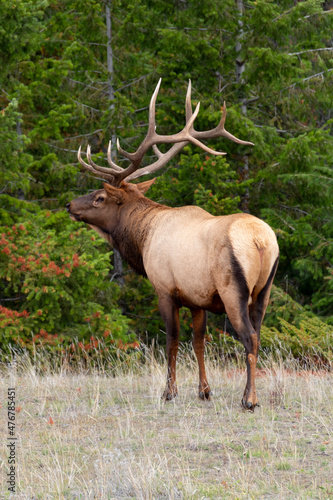 male elk head held high walking in front of green tree line