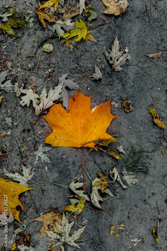 Yellow maple leaf on gray damp ground