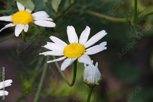 daisy flower