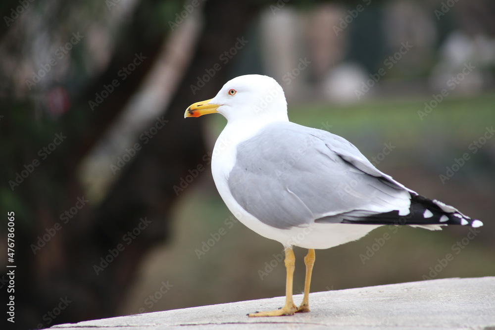 Fototapeta premium MOUETTE OISEAU