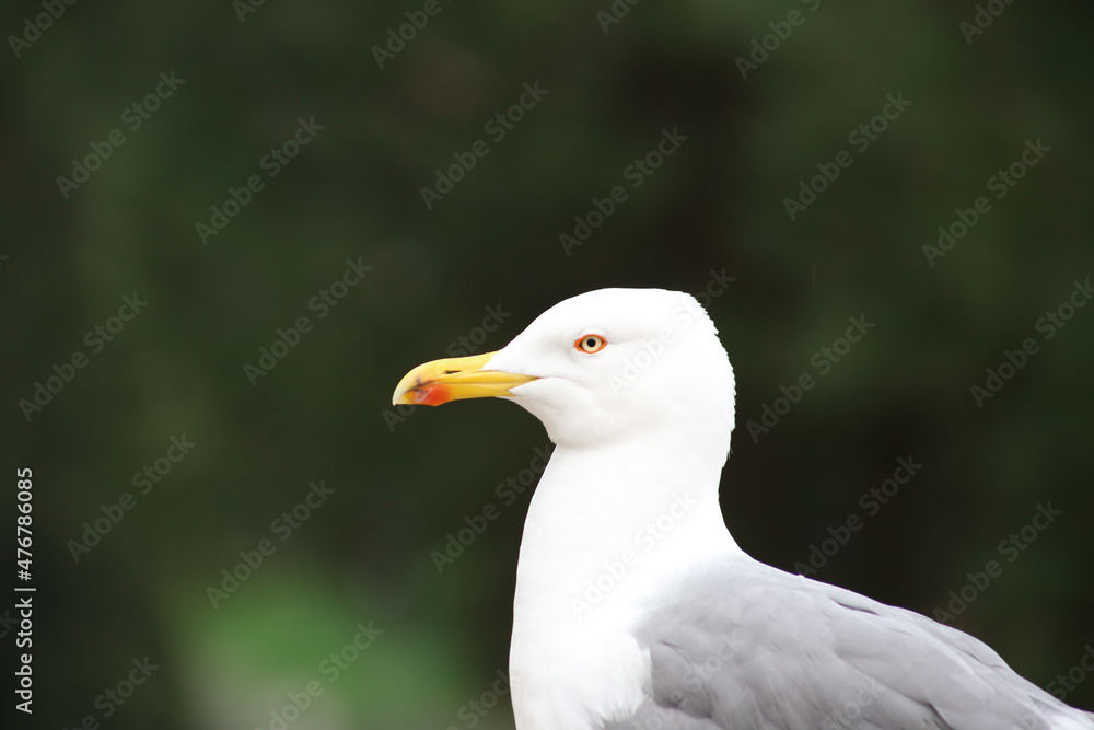 MOUETTE OISEAU MOUETTE OISEAU