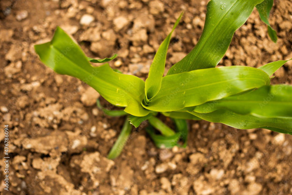 Fototapeta premium Planta del Maiz o Choclo en una chacra en Peru