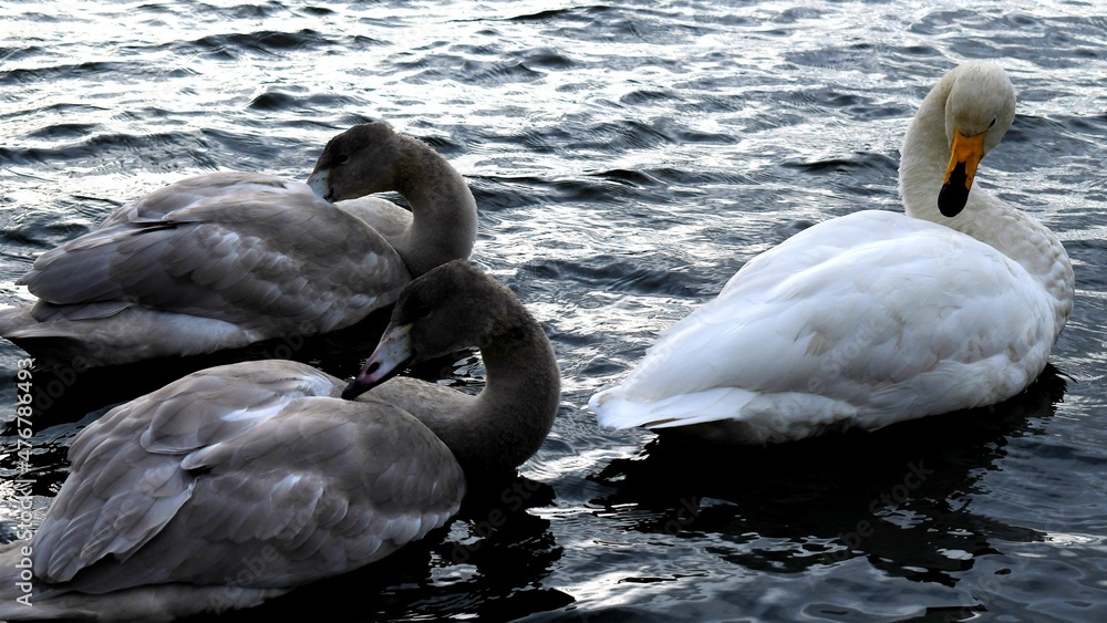 Fototapeta premium group of swans