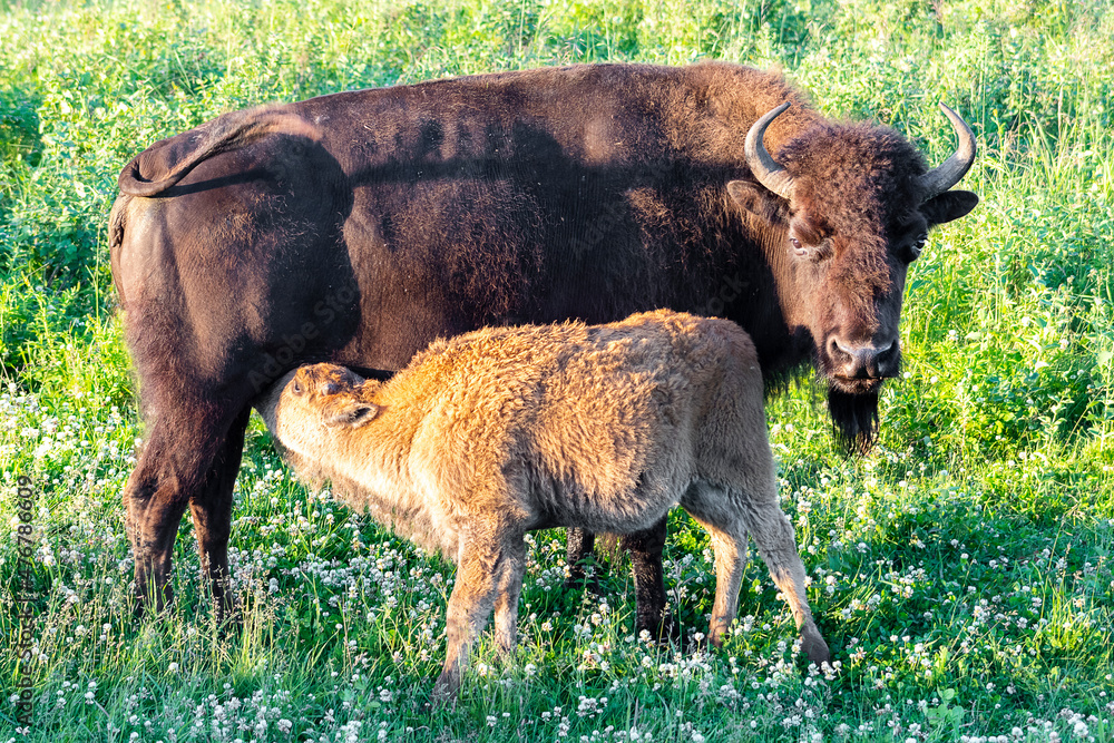 Fototapeta premium mother Bison cow feeding her calf milk in a green meadow