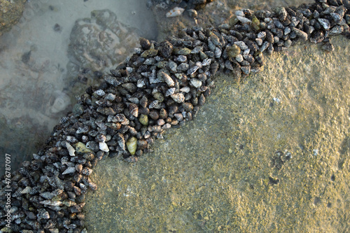 By the sea, there were thousands of shellfishes clinging together, shaping the edges and blocking the water 