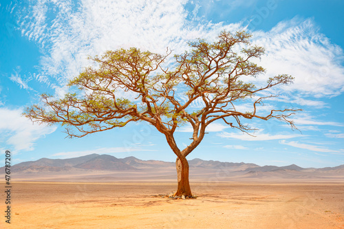 Typical African lone amazing acacia tree with cloudy sky a series of hills and mountain ranges in the background and far away - Namibia, Africa