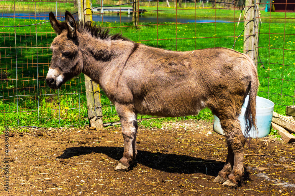 Fototapeta premium donkey in the field