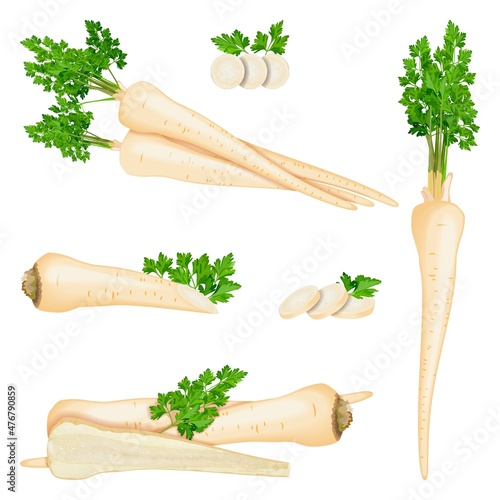 Set of root parsley for banners, flyers, posters, social media. Half root parsley and slices. Root parsley with leaves. Fresh organic and healthy, diet and vegetarian vegetables. Vector illustration