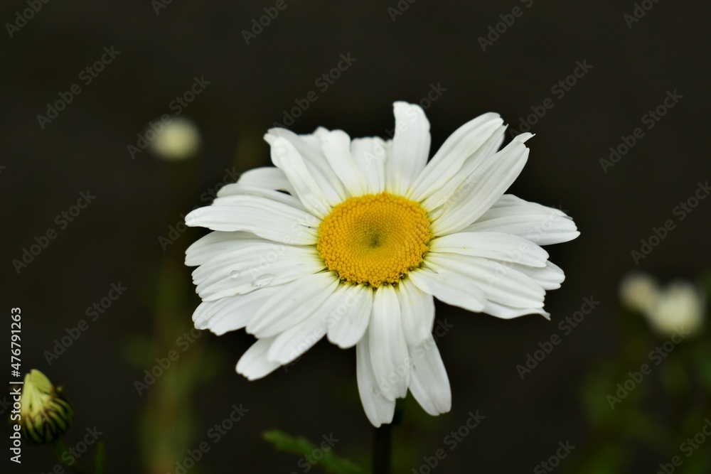 Fototapeta premium daisy flower