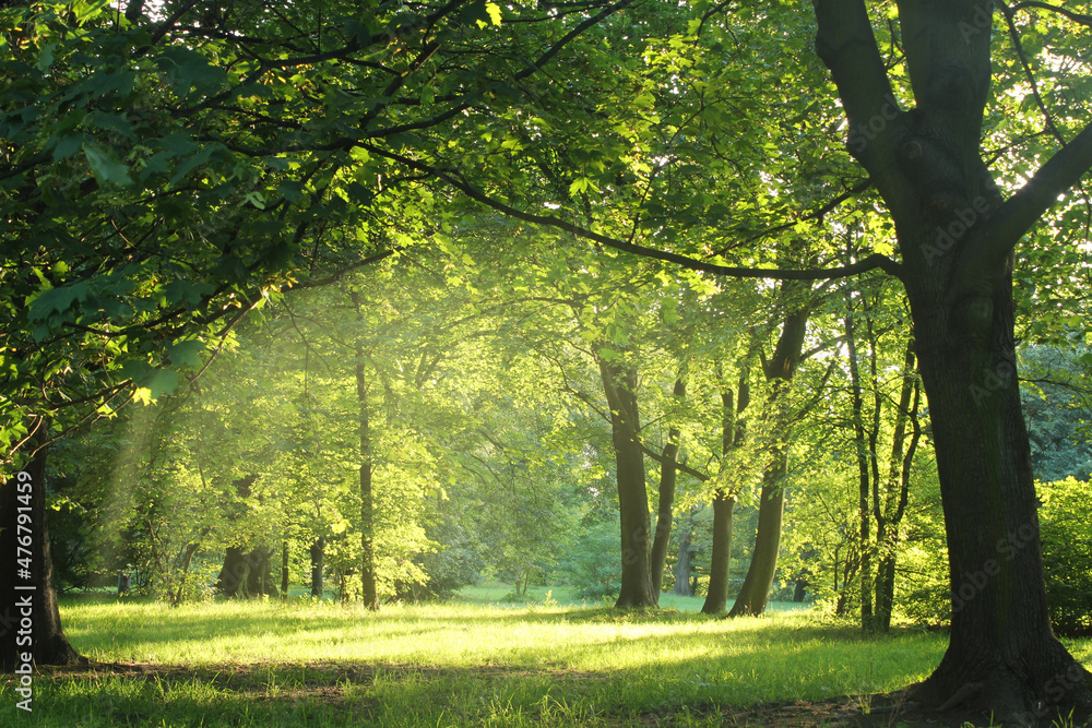 Naklejka premium Summer Sunny Forest Trees