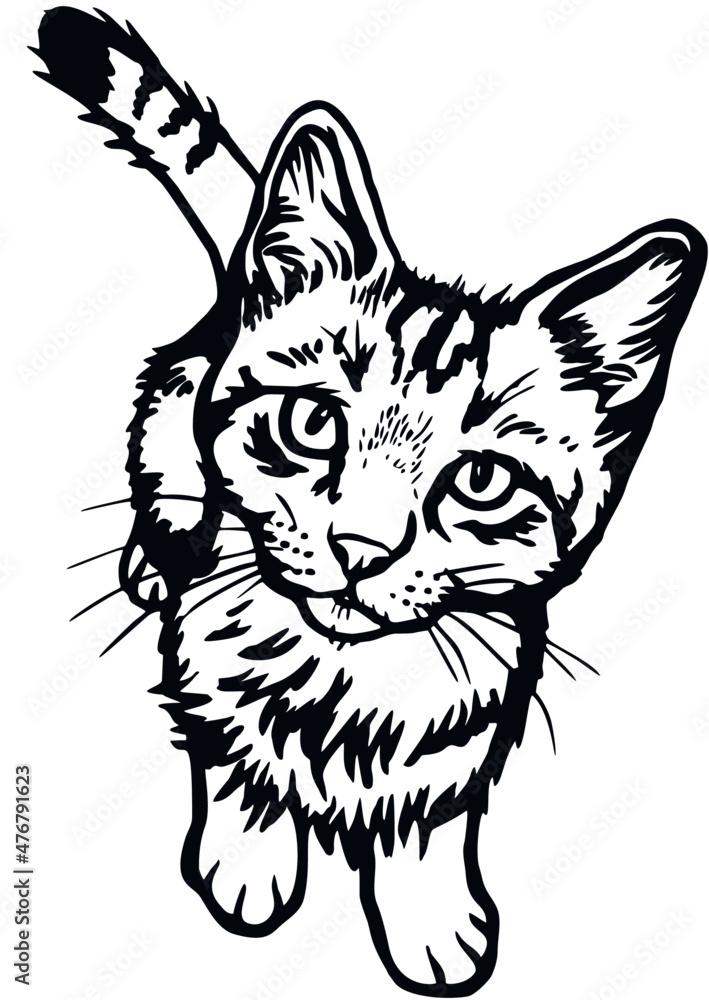Cat, Peeking kitten - Cheerful kitty isolated on white - vector stock illustration