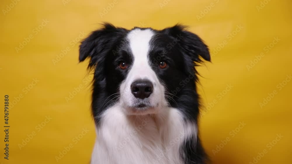 Funny portrait of cute puppy dog border collie isolated on yellow colorful background. Cute pet dog. Pet animal life concept Funny portrait of cute puppy dog border collie isolated on yellow colorful background. Cute pet dog. Pet animal life concept