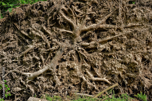 The roots of a tree felled after a hurricane