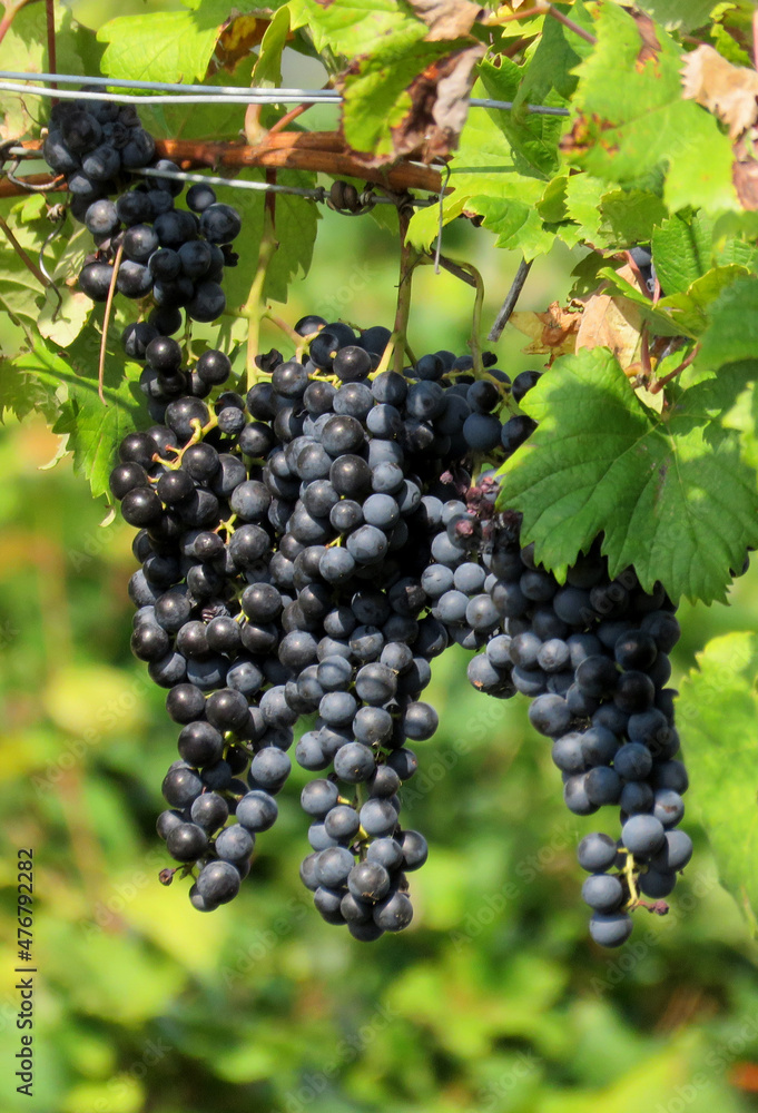 Shiraz grapes ripen in the Italian vineyard