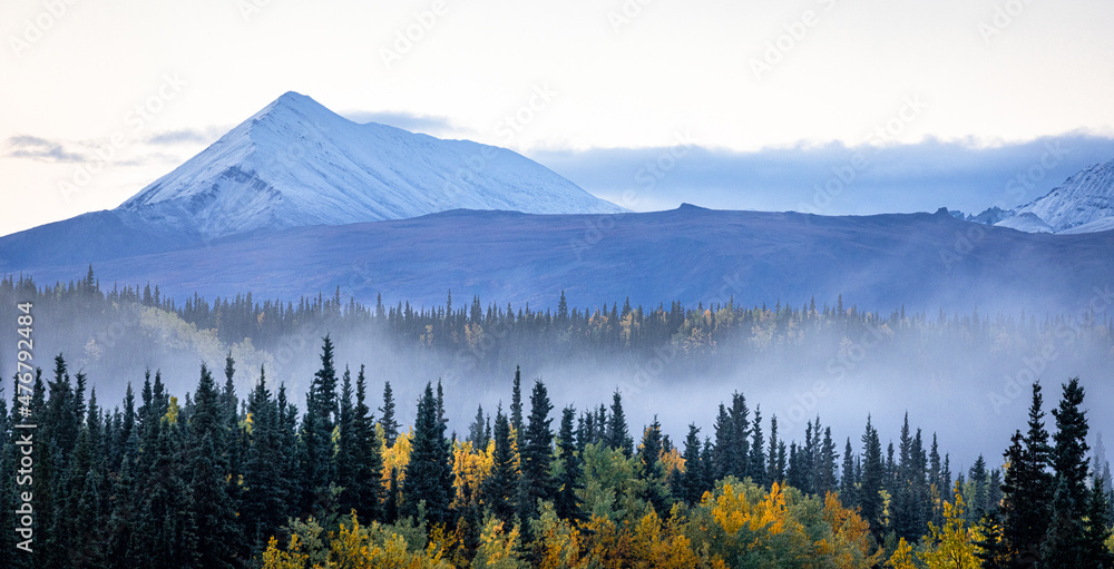 Foggy autumn forest with snow mountain on the background in Alaska 