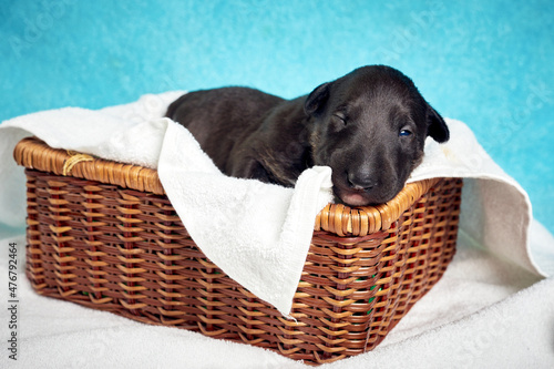 Cute bull terrier puppy sleeping. Miniature newborn pet 10 days old lies on a white background. Bullterrier puppy - studio portrait.