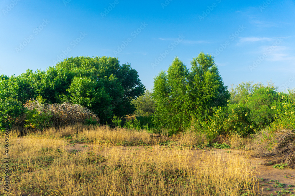 landscape with trees landscape with trees
