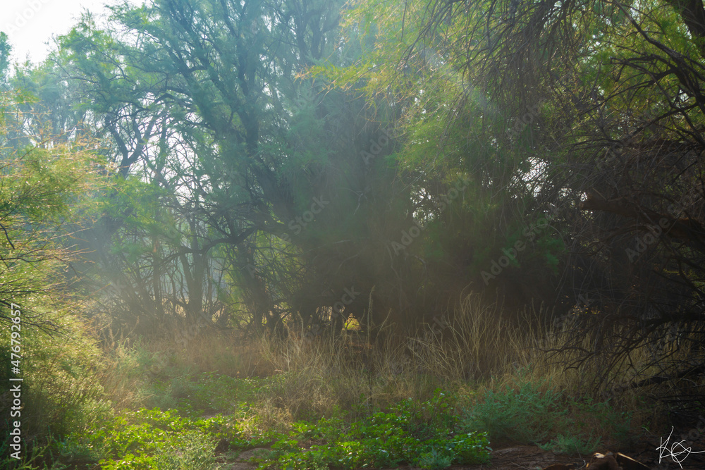 Fototapeta premium morning in the forest
