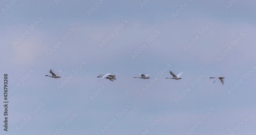 Flock of white swans flying in the sky