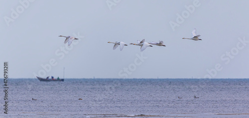 Flock of white swans flying...