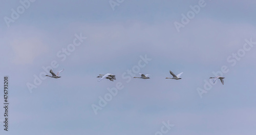 Flock of white swans flying...
