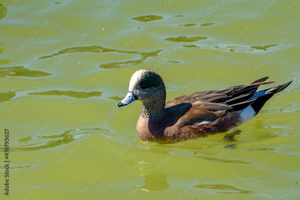 Obraz premium duck in the water